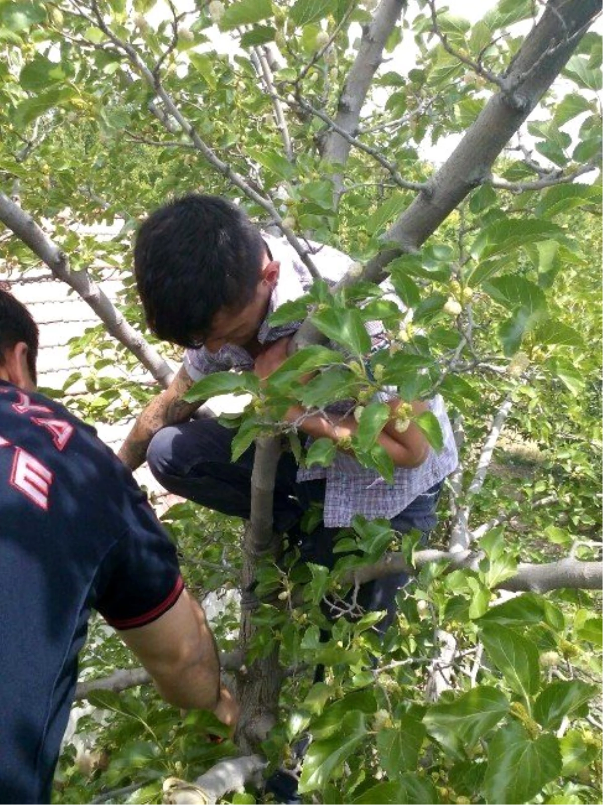 Ağaçta Mahsur Kalan Gencin İmdadına İtfaiye Yetişti