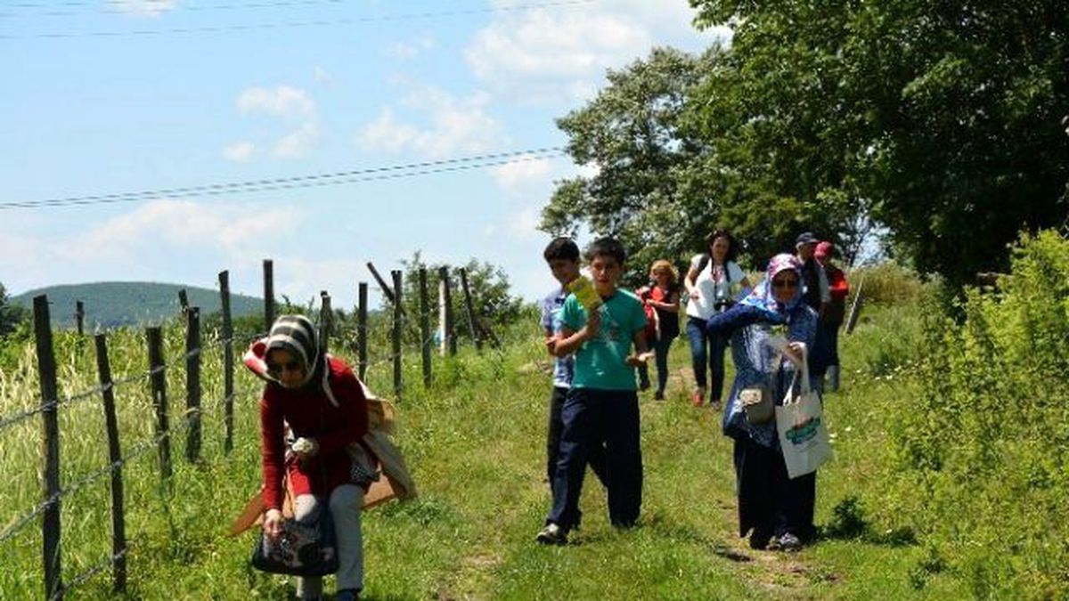 Bafra\'da Ot Toplama Yarışması