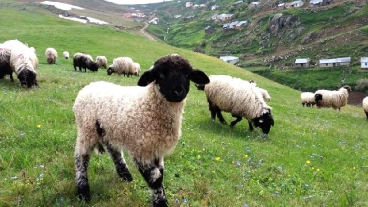 Çobanların Zorlu Yolculuğu