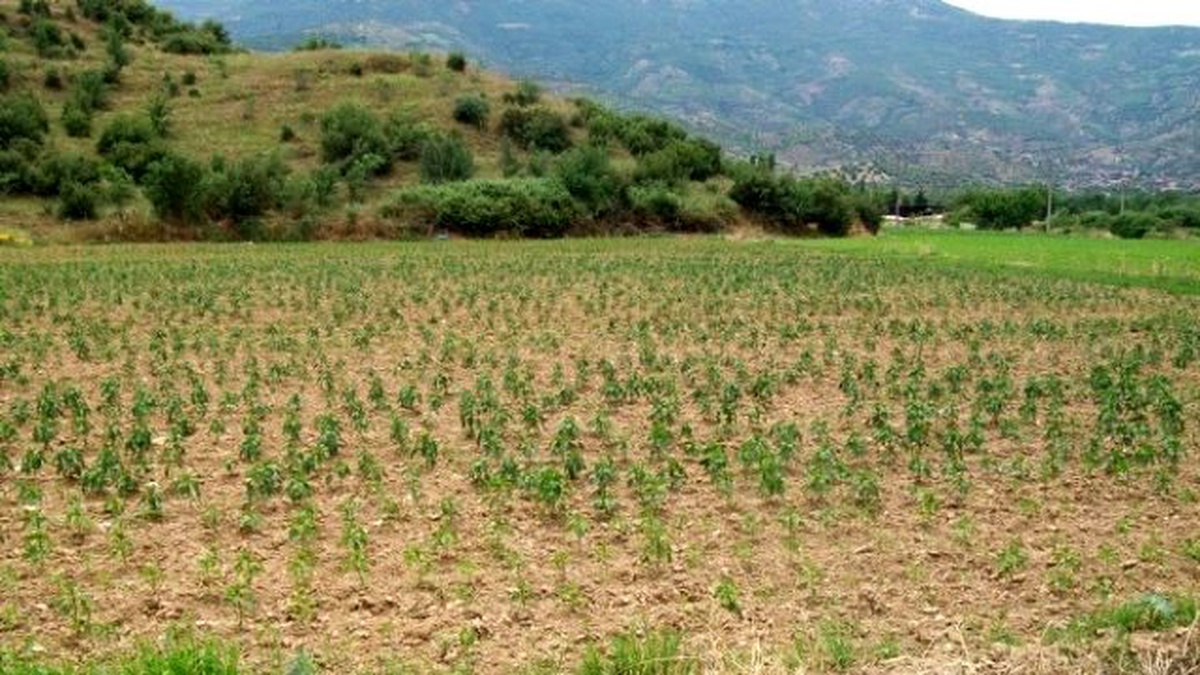 Düşen Yıldırım Beydağ Sulamasını Vurdu