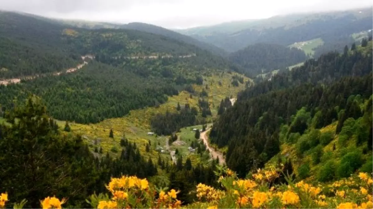 Karadeniz Yaylaları Çiçek Açtı