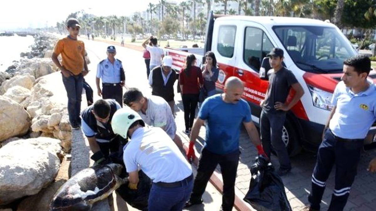 Mersin\'de Ölü Carretta Caretta Sahile Vurdu