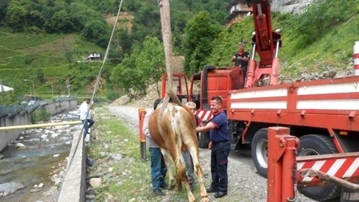 Rize\'de Çiftleşmekten Kaçarken Dereye Düşen Düveyi İtfaiye Ekipleri Kurtardı