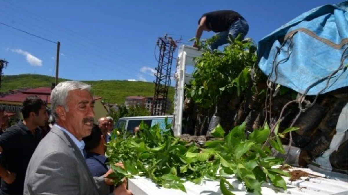 Tatvan\'da 3 Bin Adet Sertifikalı Ceviz Fidanı Dağıtıldı