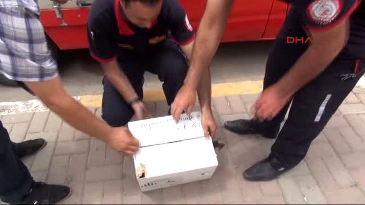 Şanlıurfa Yaralı Bulunan Kartal, Tedaviye Alındı