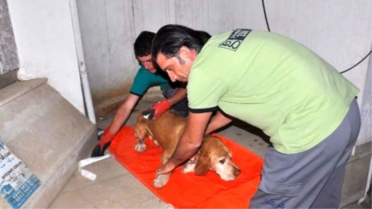 Yaralı Köpek İçin Ambulans Çağırdılar