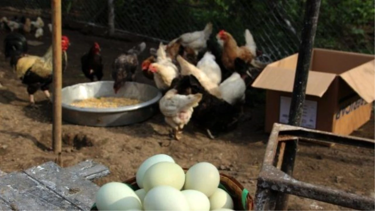 Yeşil Yumurtlayan Tavuklar Altın Değerinde