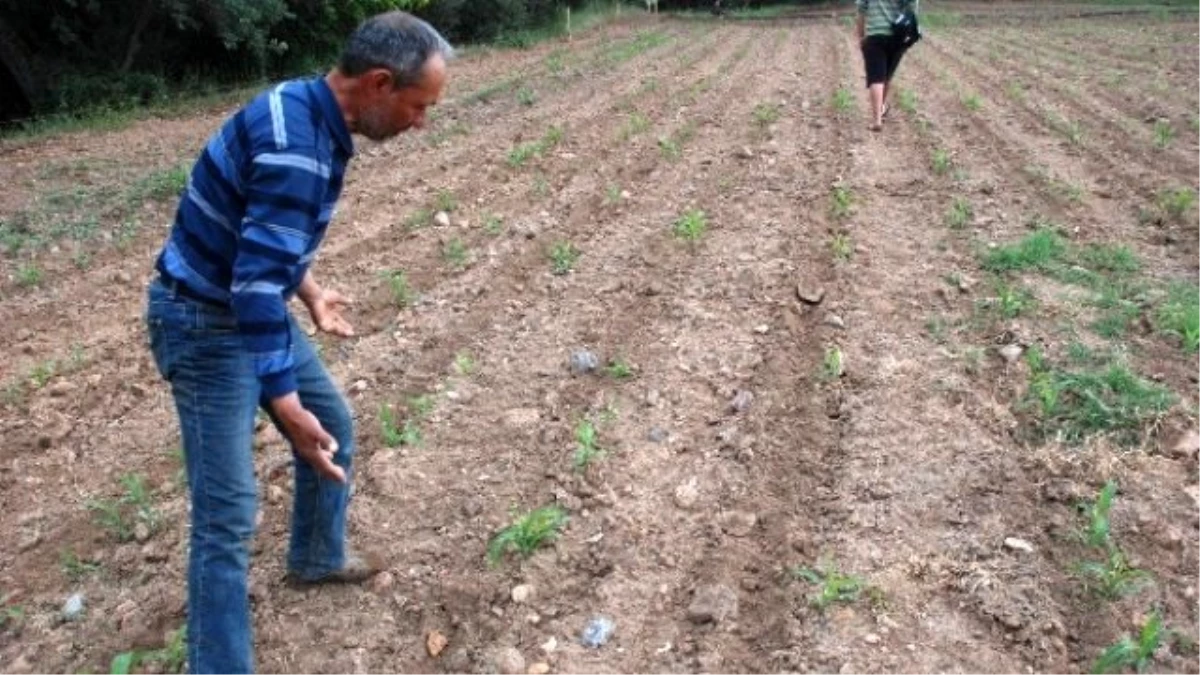 Domuzlar Üreticilerin Kabusu Oldu