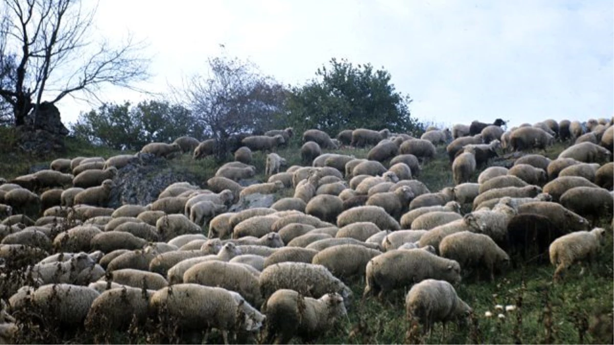 Esrar Yiyen Koyunlar Köyü Birbirine Kattı