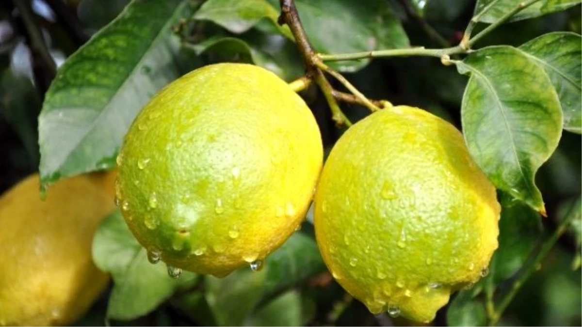 Limon Fiyatları Son 4 Aydır Yerinde Sayıyor