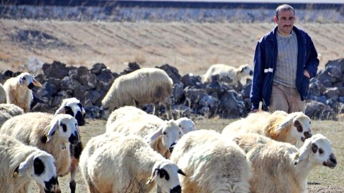 Evlenemeyen Aksaraylı Çobanlar İsyan Etti