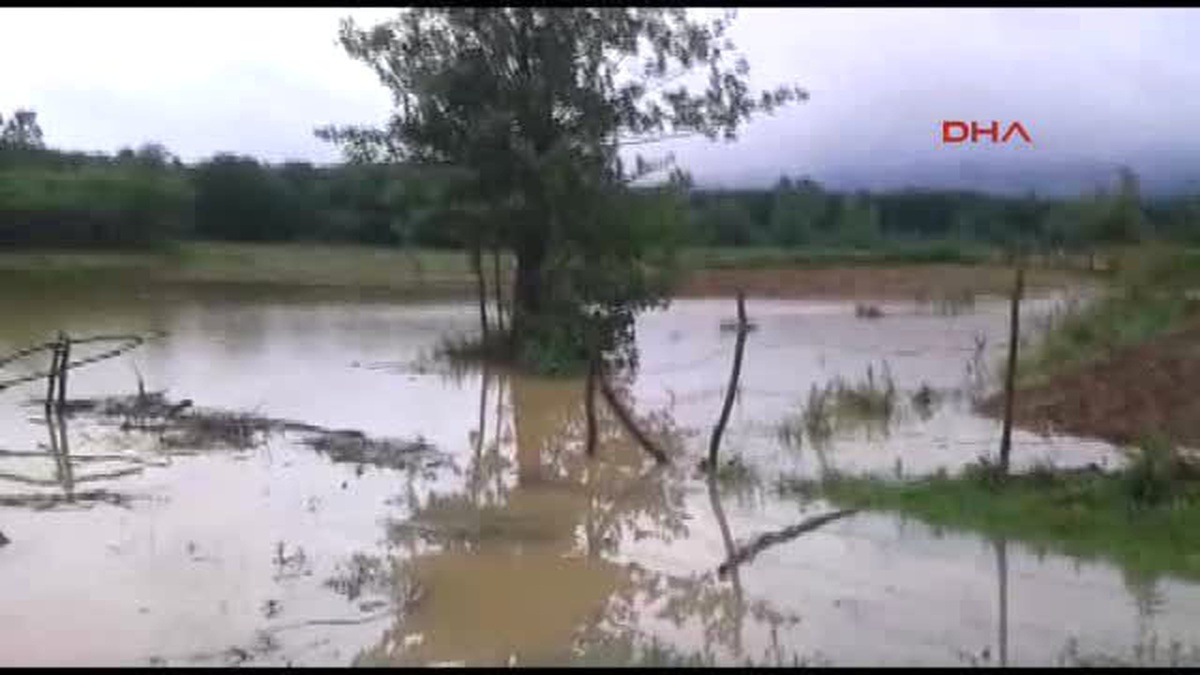 Samsun - Çarşamba\'da Tarım Alanları Yağmur Suyuyla Doldu