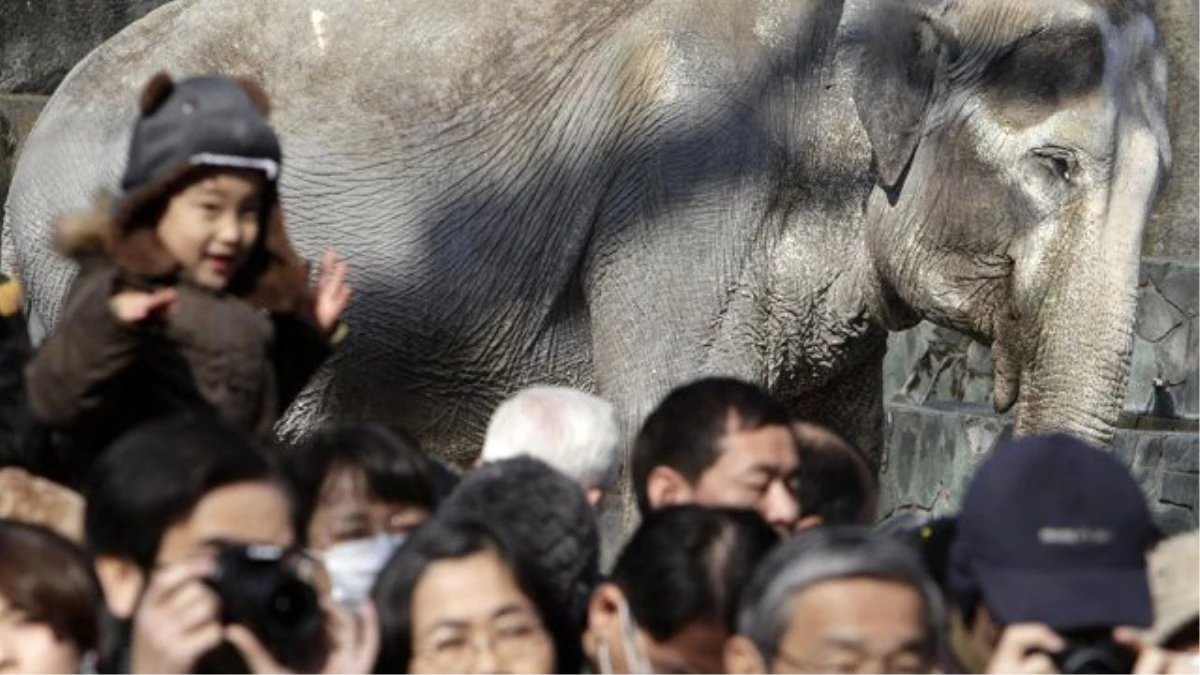 'Dünyanın En Yalnız Fili Hanako' Öldü