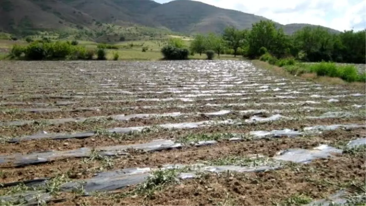 Elazığ\'da Dolu, Zarara Yol Açtı