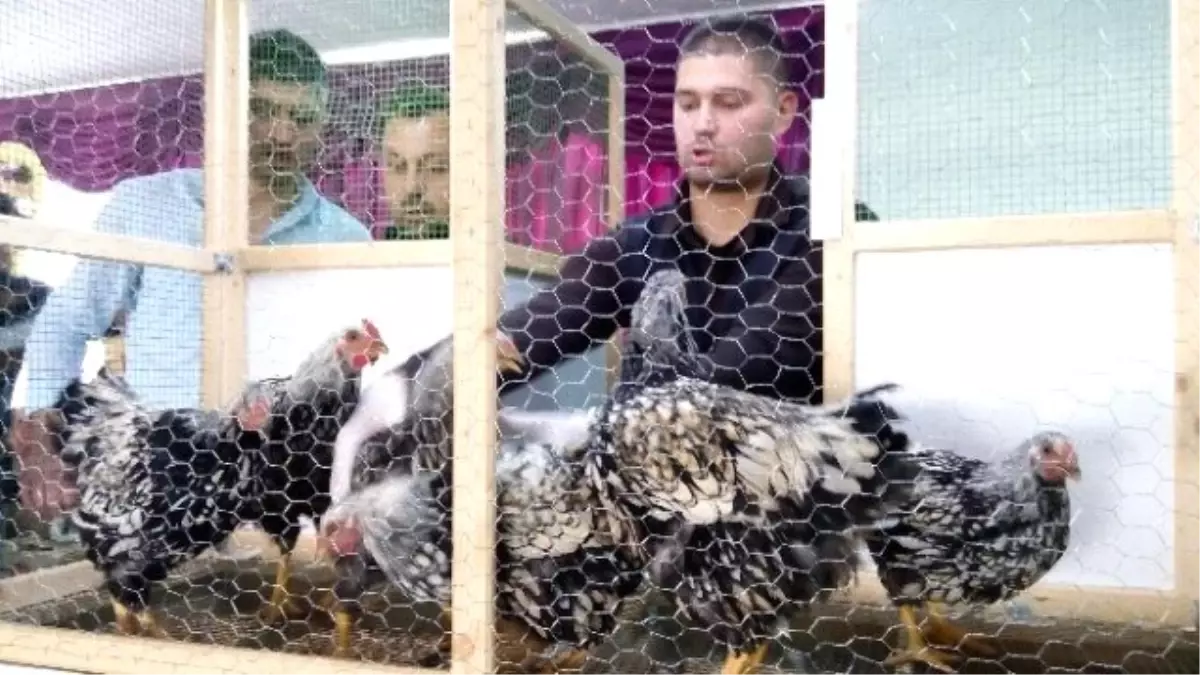 Lapseki\'de Geleneksel 3. Tavuk Mezadı Yapıldı