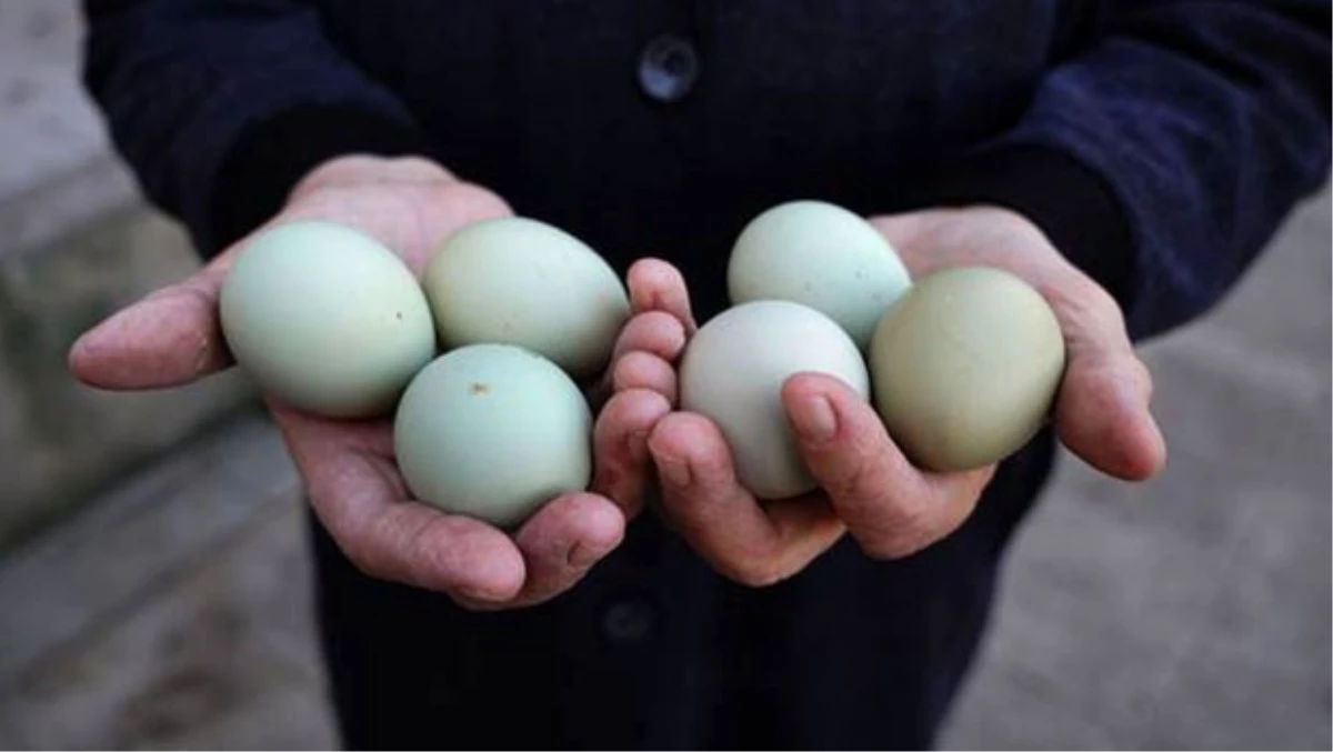Tavuğu Güney Amerika\'dan Getirdi, Yumurtasını 10 Liraya Satıyor
