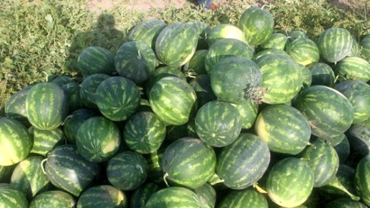 Akbaş Kabak Tadı Verdi Diye Karpuzu Yerden Yere Vurdu
