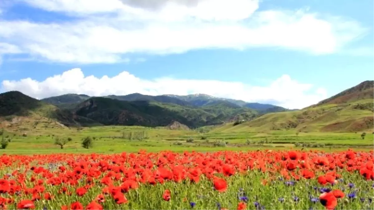 Gelincikler Doğayı Süsledi