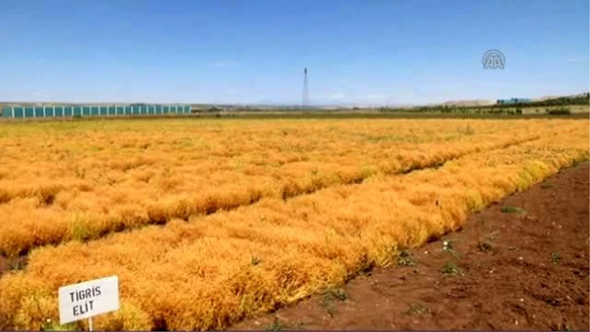 Güneydoğu Çiftçisinin Yüzü Kırmızı Mercimekle Gülecek - Diyarbakır/