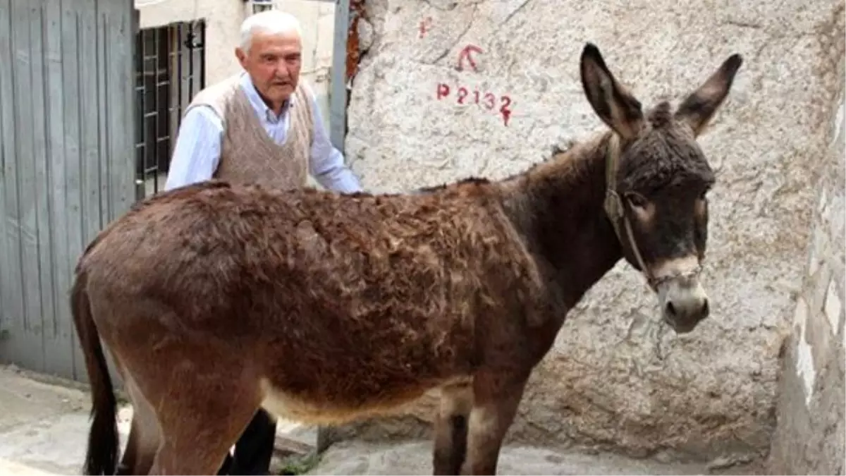 Komşusunun Şikayeti Üzerine Eşeğine Kimlik Çıkarttı