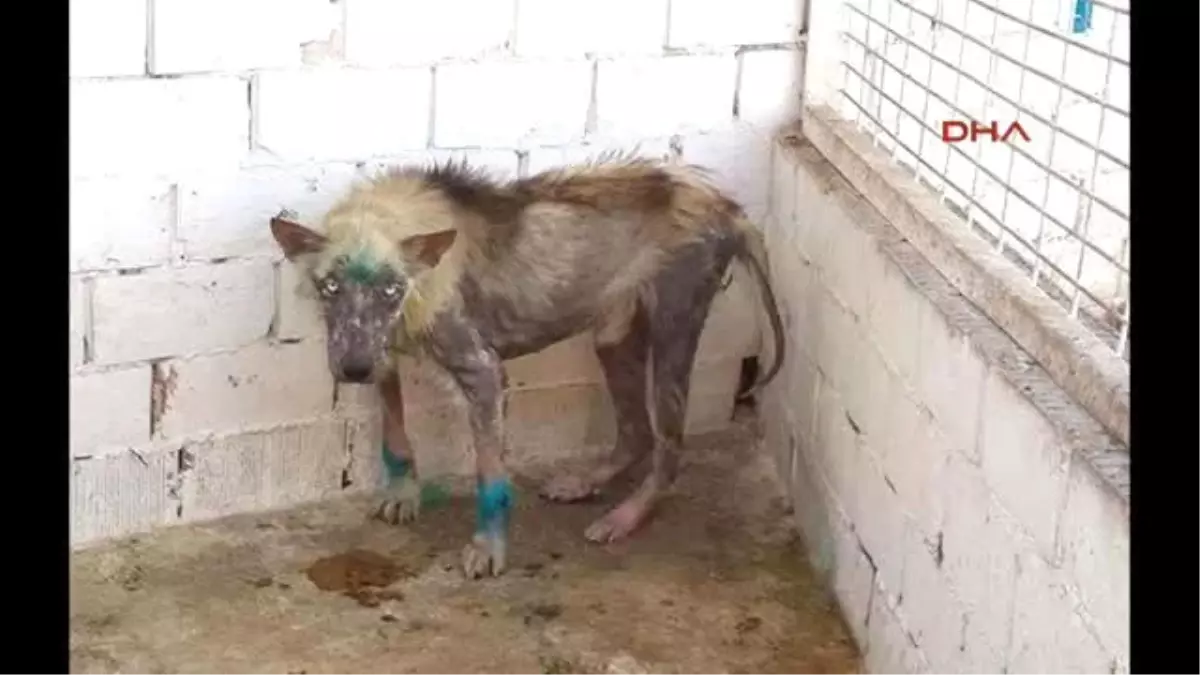 Manisa Barınaktaki Köpeklerin Görüntüleri İsyan Ettirdi