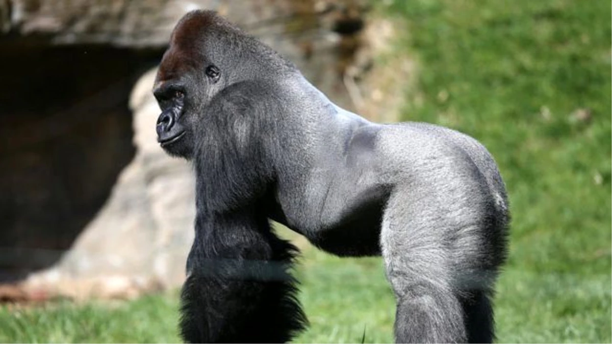 Öldürülen Goril İçin İmza Kampanyası Başlatıldı