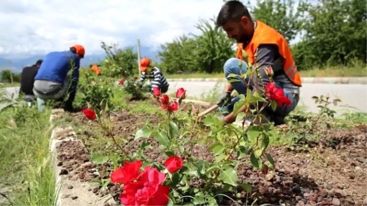 Refüjlerde Temizlik ve Düzenleme Çalışmaları