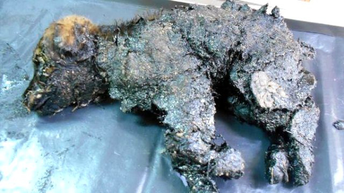 Zifte Yapışmış Yavru Köpek Sağlığına Kavuştu