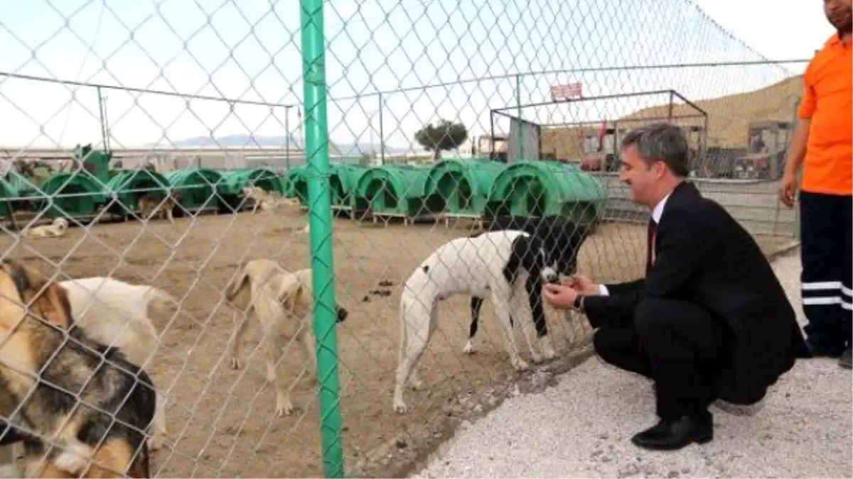 Barınaktaki O Görüntülere Belediyeden Açıklama