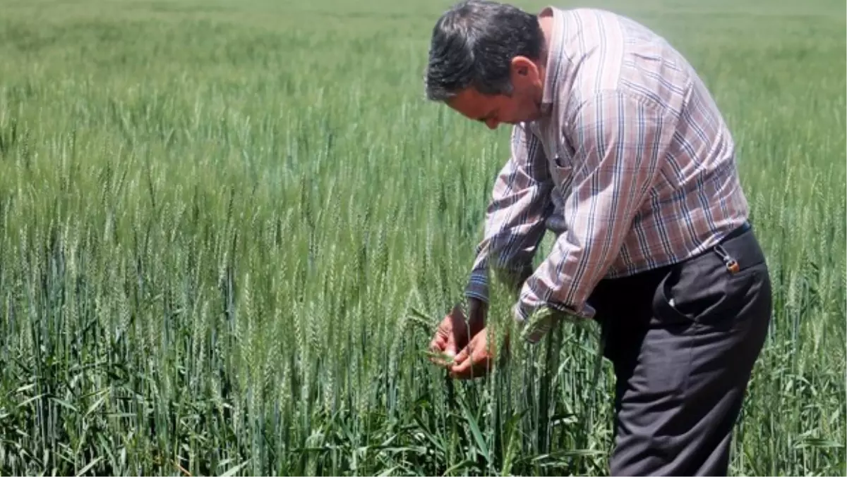 Gurbetteki Vatandaşın Tarlası Para Basacak