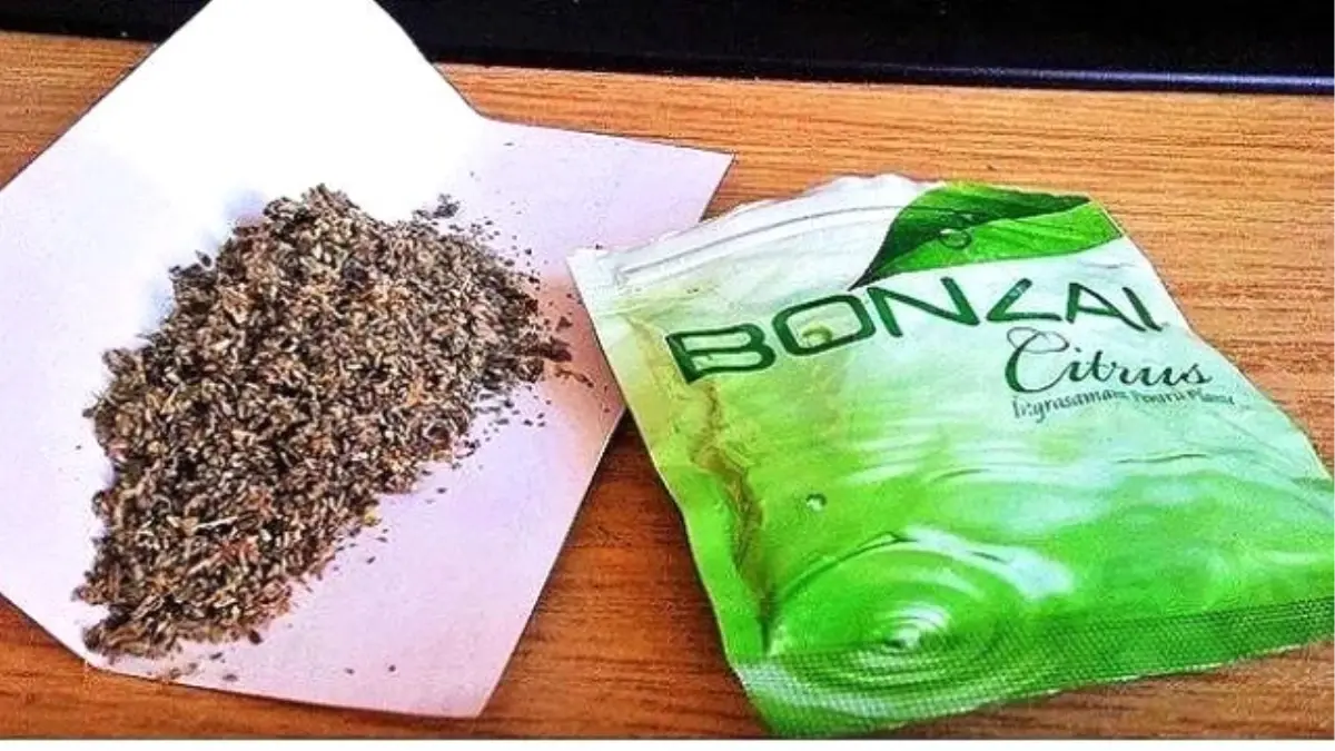 Nazilli\'de 1 Haftada Üç Bonzai Vakası