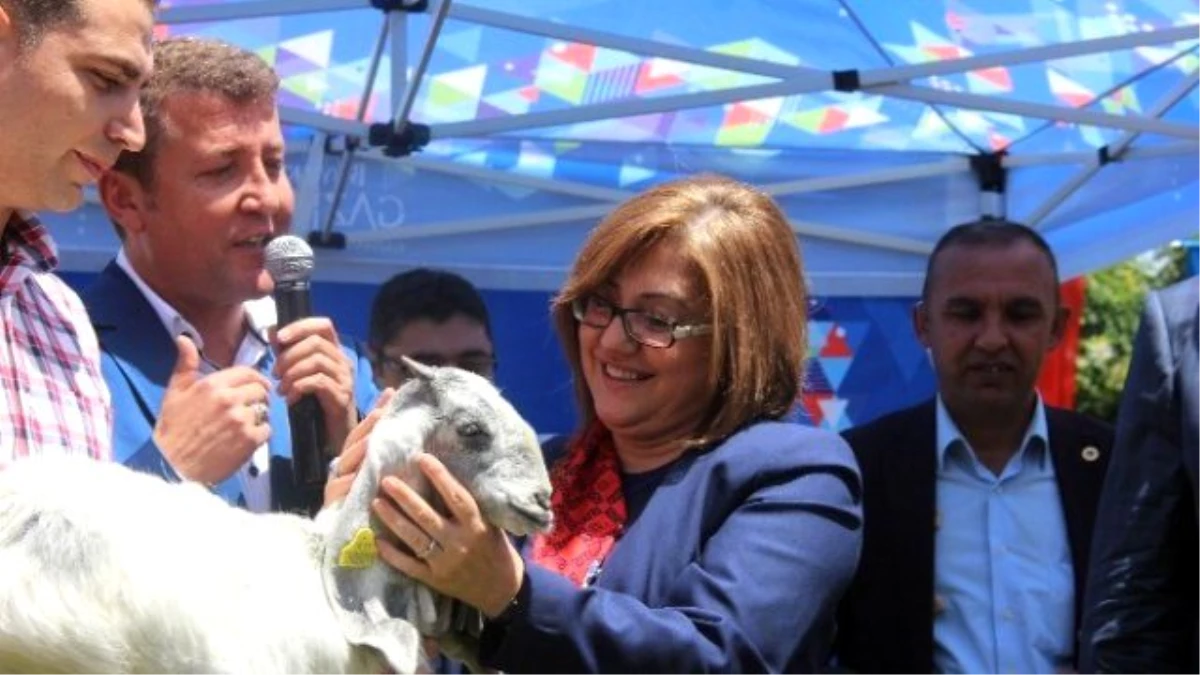 Büyükşehir Belediye Başkanı Fatma Şahin, Keçiden Süt Sağdı