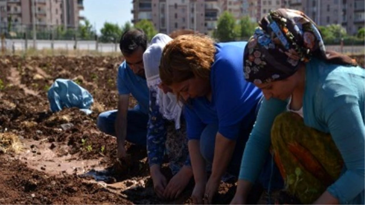Diyarbakır\'da Kent Bostanına Fideler Dikildi