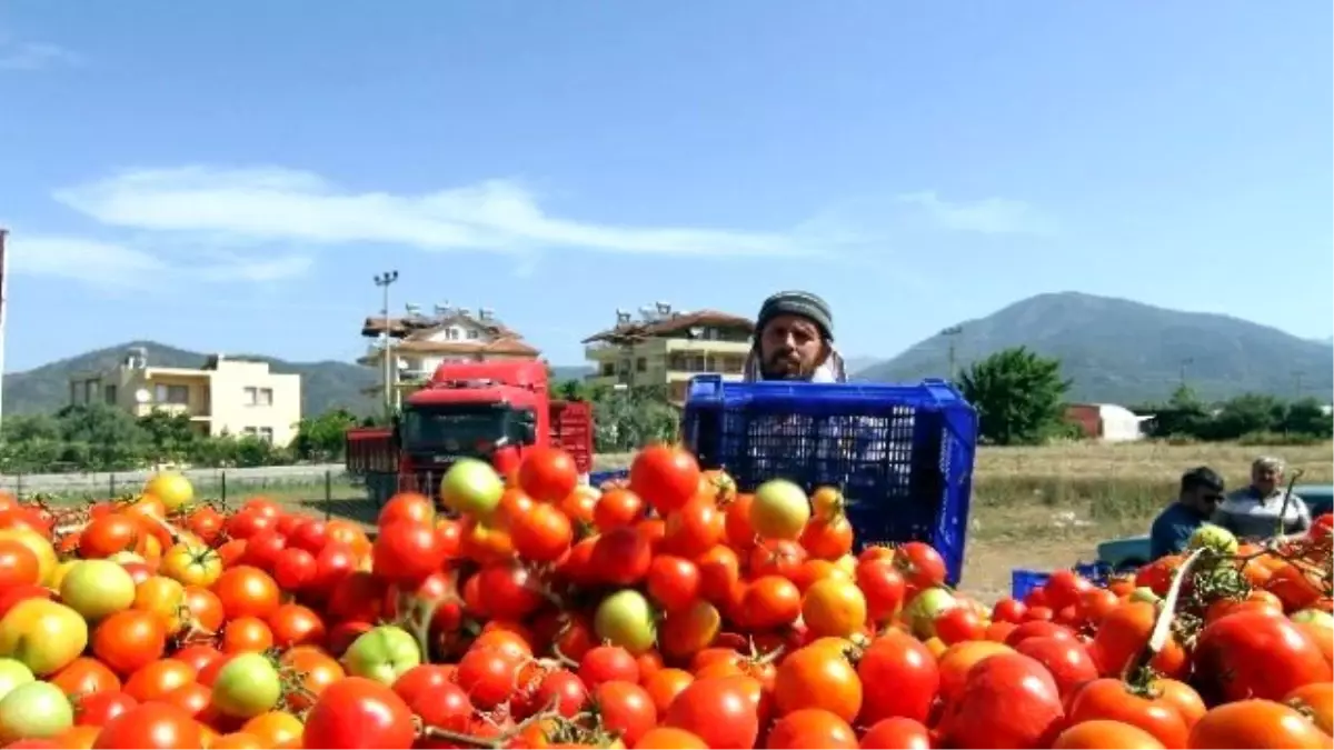 Domates Fiyatları Dibi Gördü