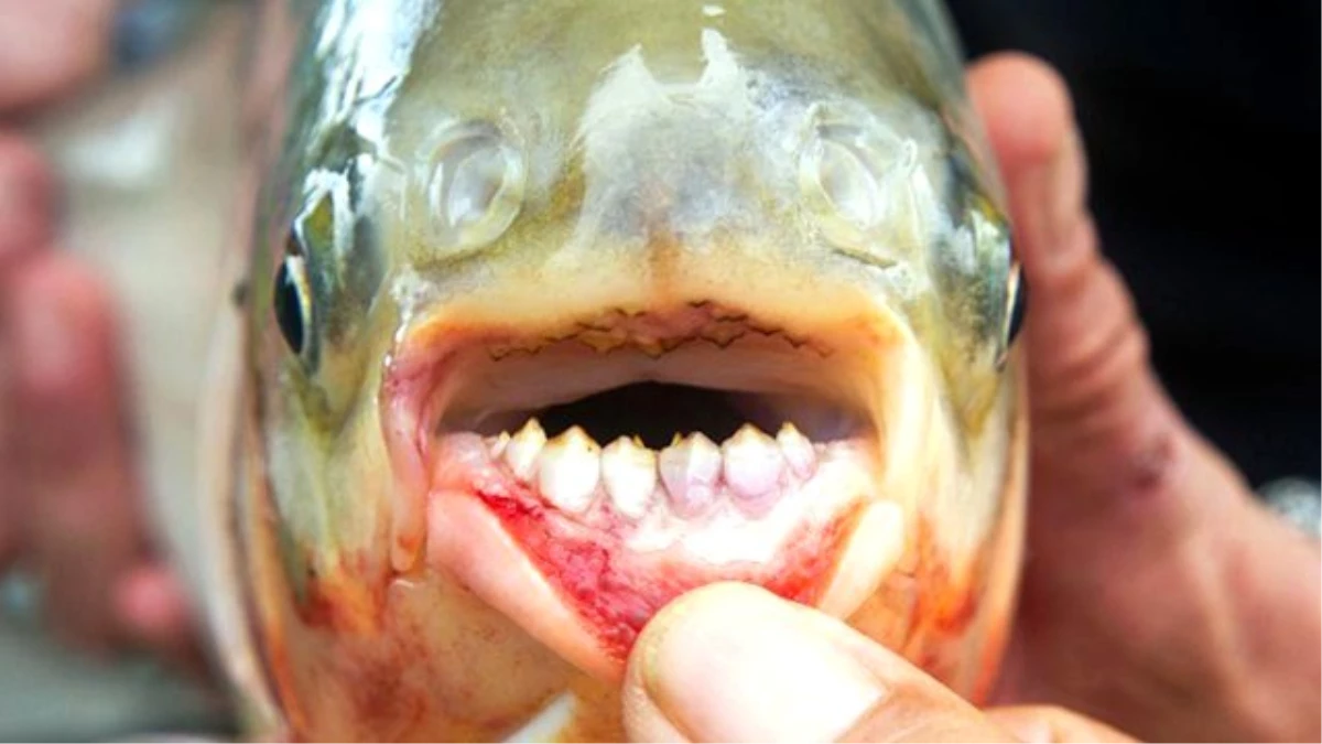 San Francisco\'da İnsan Dişine Benzeyen Dişi Olan Balık Tutuldu