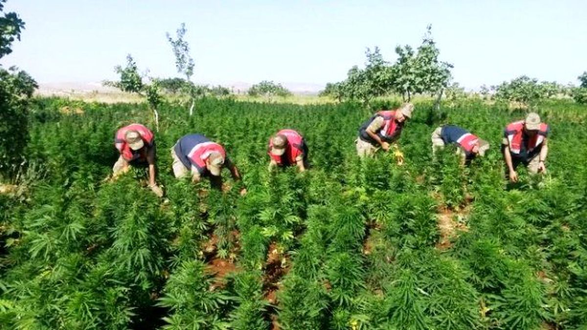 Şanlıurfa\'da 540 Kilo Kubar Esrar ile 332 Bin Kenevir Bitkisi Ele Geçirildi