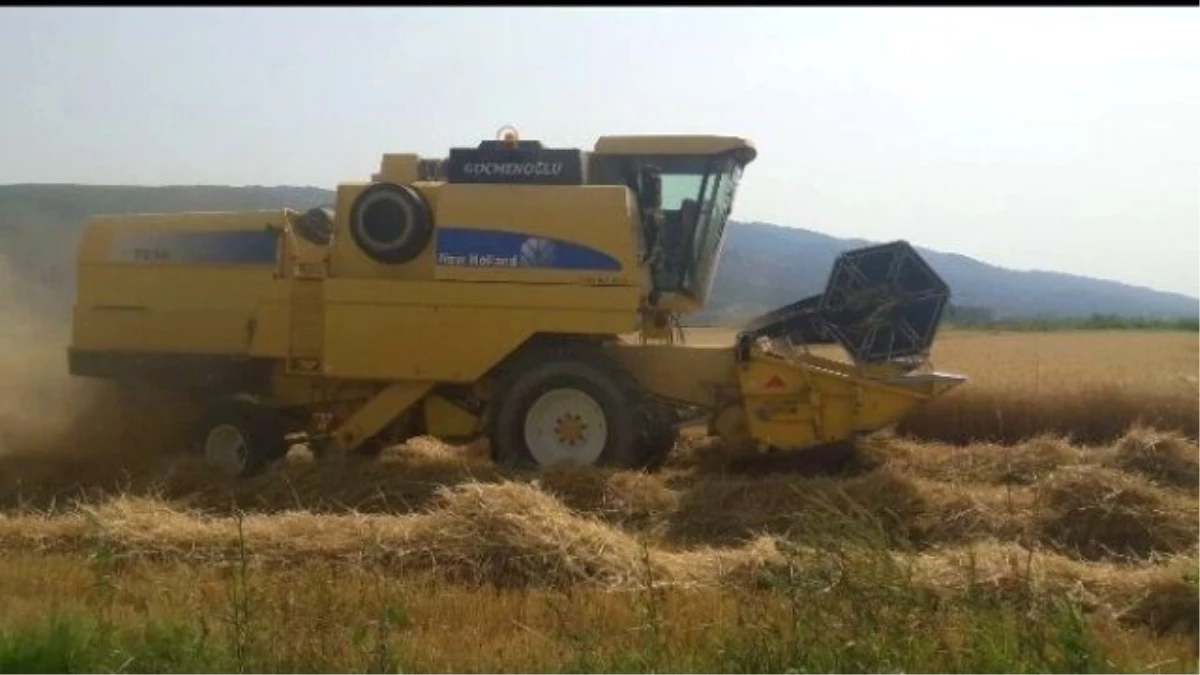 Aydın\'da Buğday Hasadı Başladı, Üretici Verimden Memnun