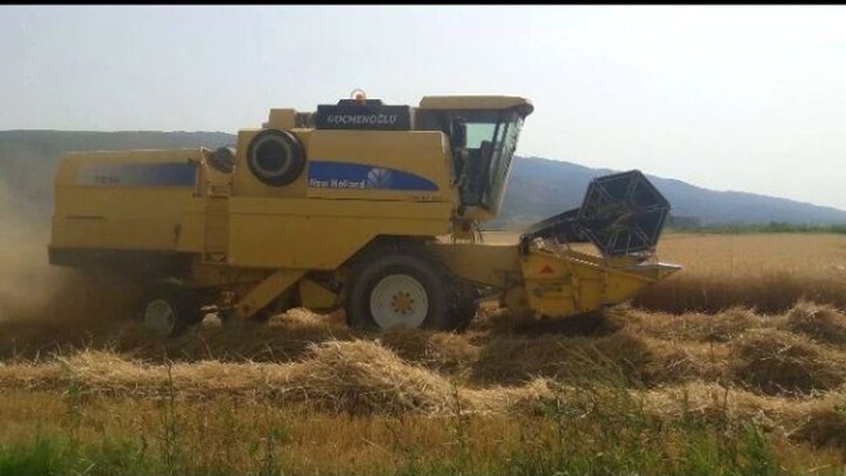 Aydın\'da Buğday Hasadı Başladı, Üretici Verimden Memnun