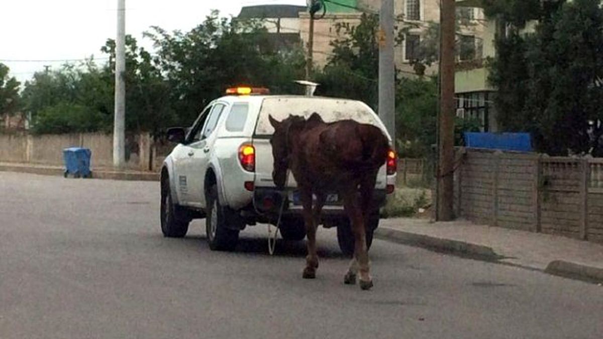 Başı Boş Atlar Tehlike Saçıyor