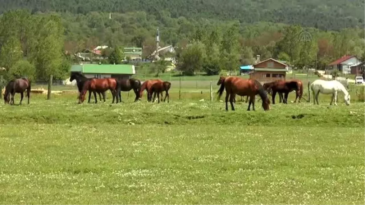 Bolu Dağı\'nın Yılkı Atları Koruma Altında