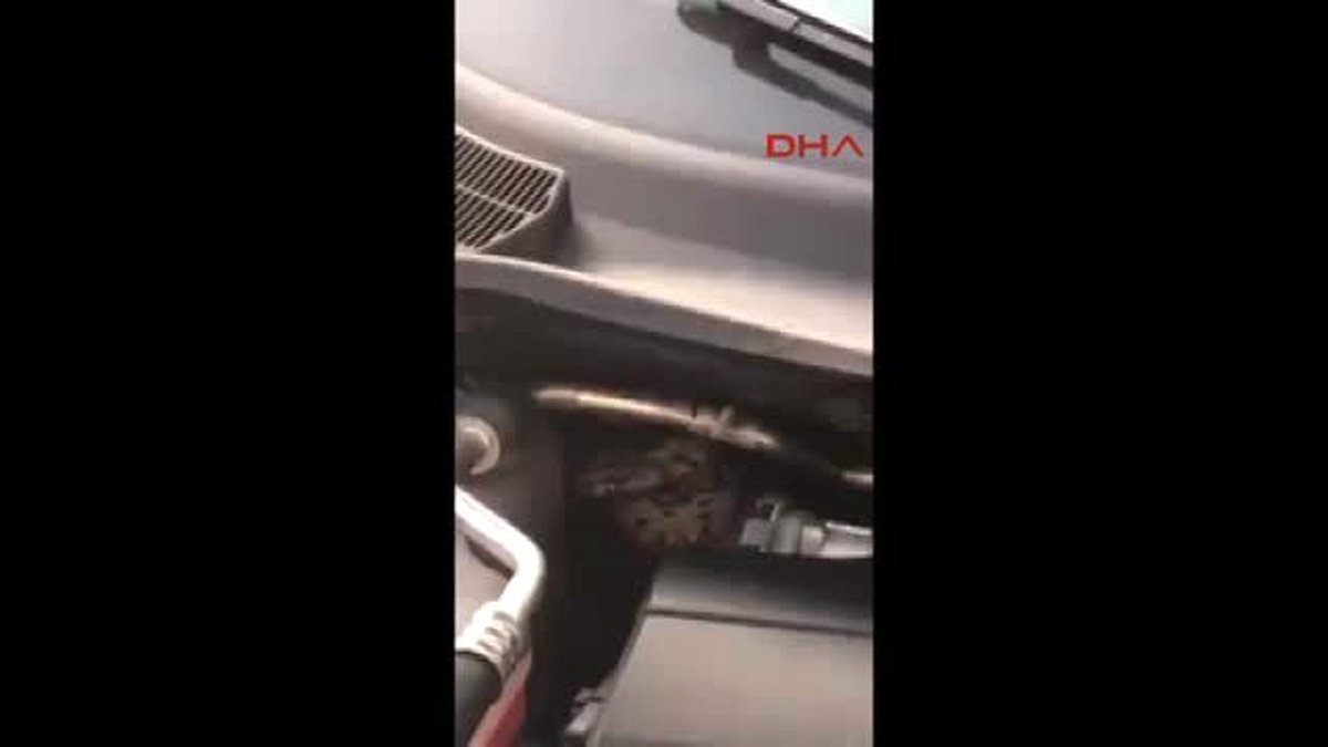 Denizli - Otomobile Giren Yılan Çıkarıldı