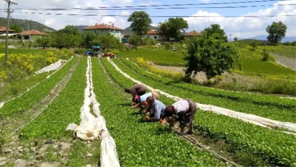 Geçim Kaynakları Tütün