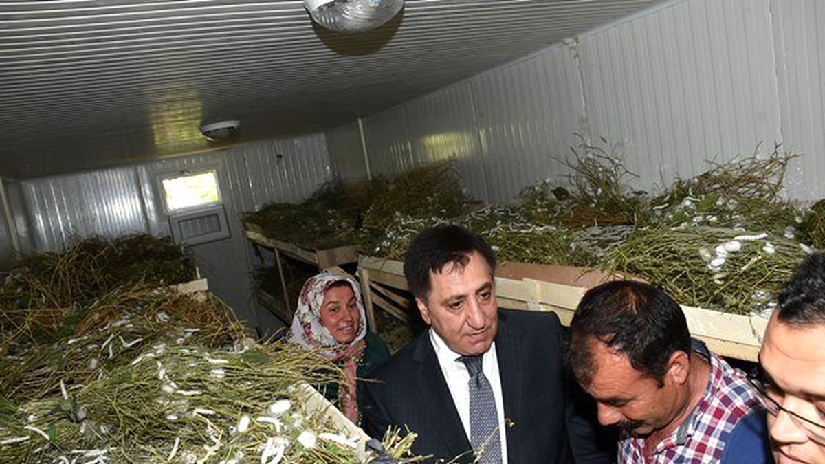 İpek Böcekçiliği Hilvan\'da Geçim Kaynağı Oldu