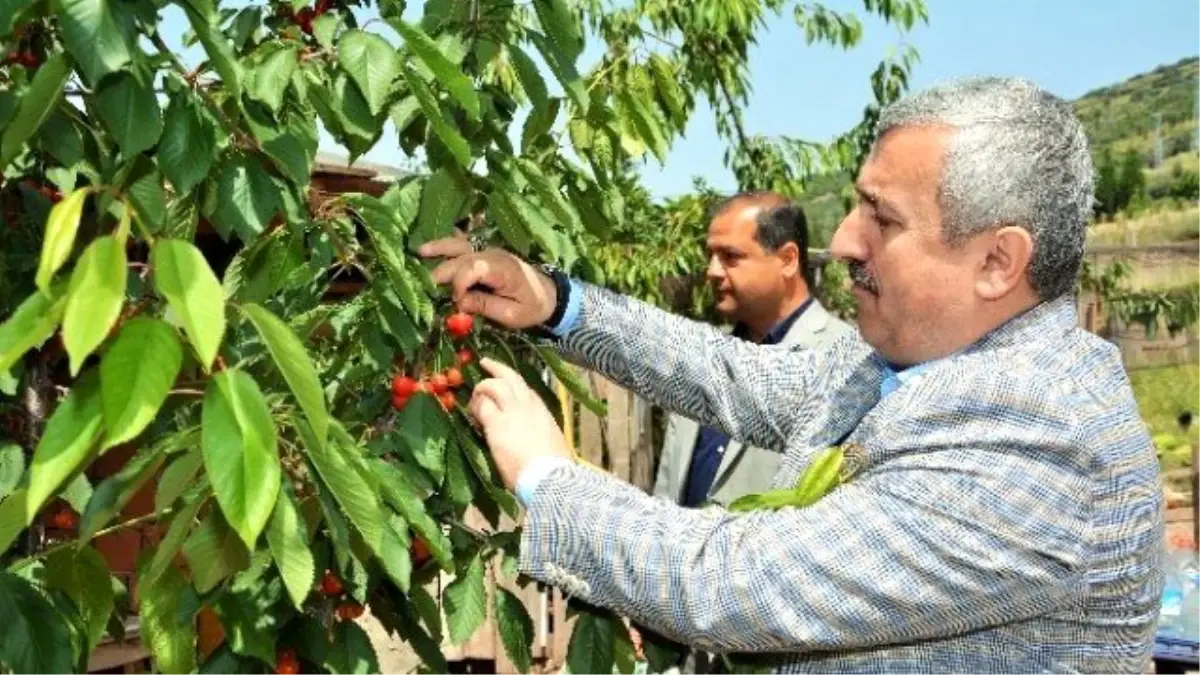 Körfez\'de Kiraz Festivali Heyecanı Başlıyor