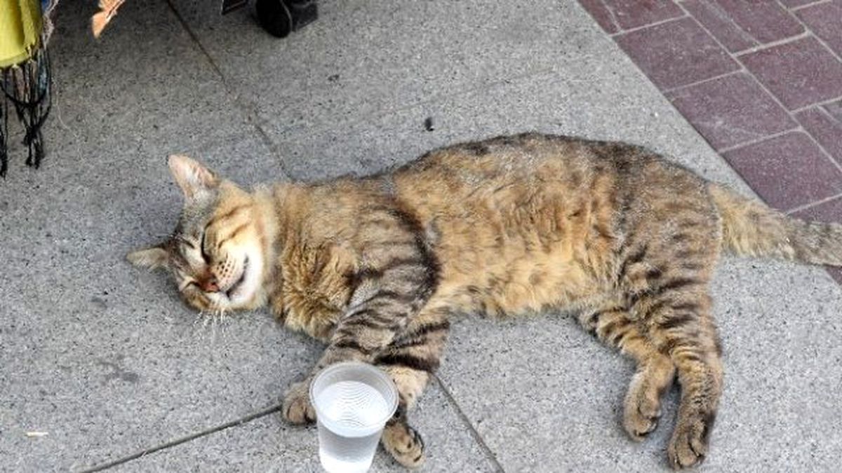 Sıcaktan Bunalan Hayvanların İmdadına Vatandaşlar Yetişti