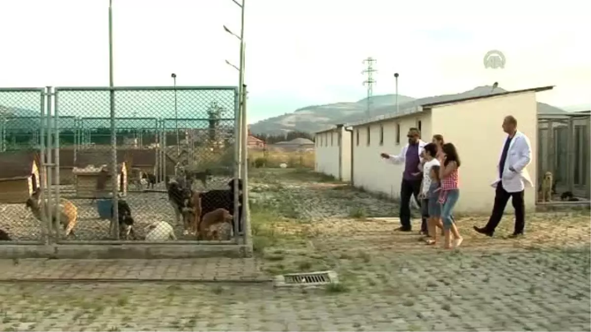 Sinema - Sokak Köpekleri Bal ile Betty