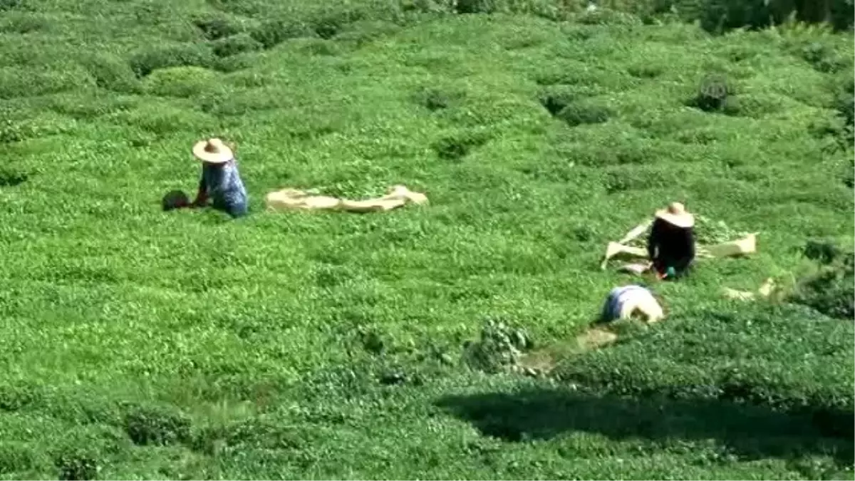 Çayüdad Başkanı Mavi: "Ramazandan Önce Üretici Bir An Önce Çayını Toplamak İstiyor"