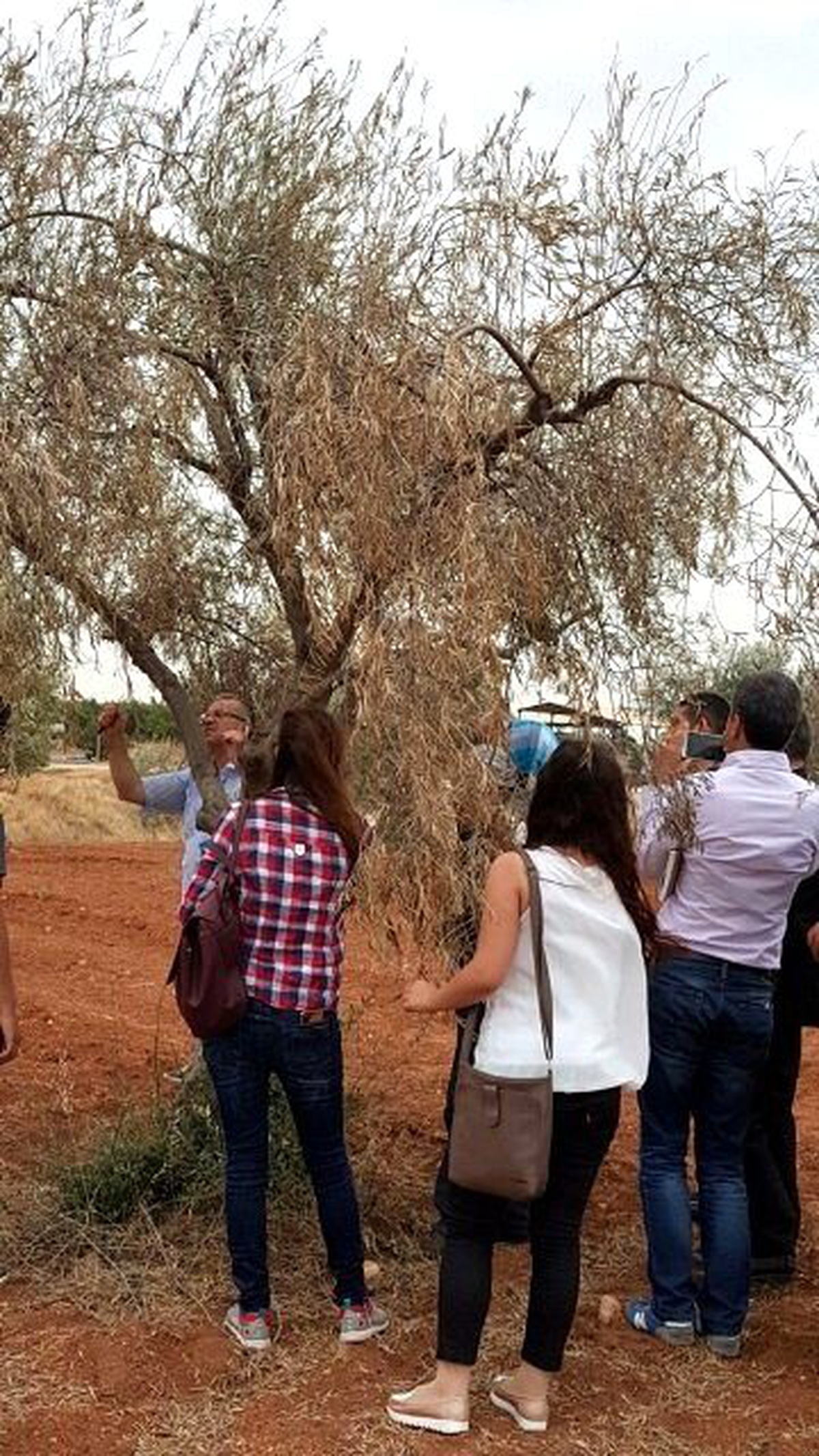 Organik Zeytin Üretimi İçin Eğitim Verildi