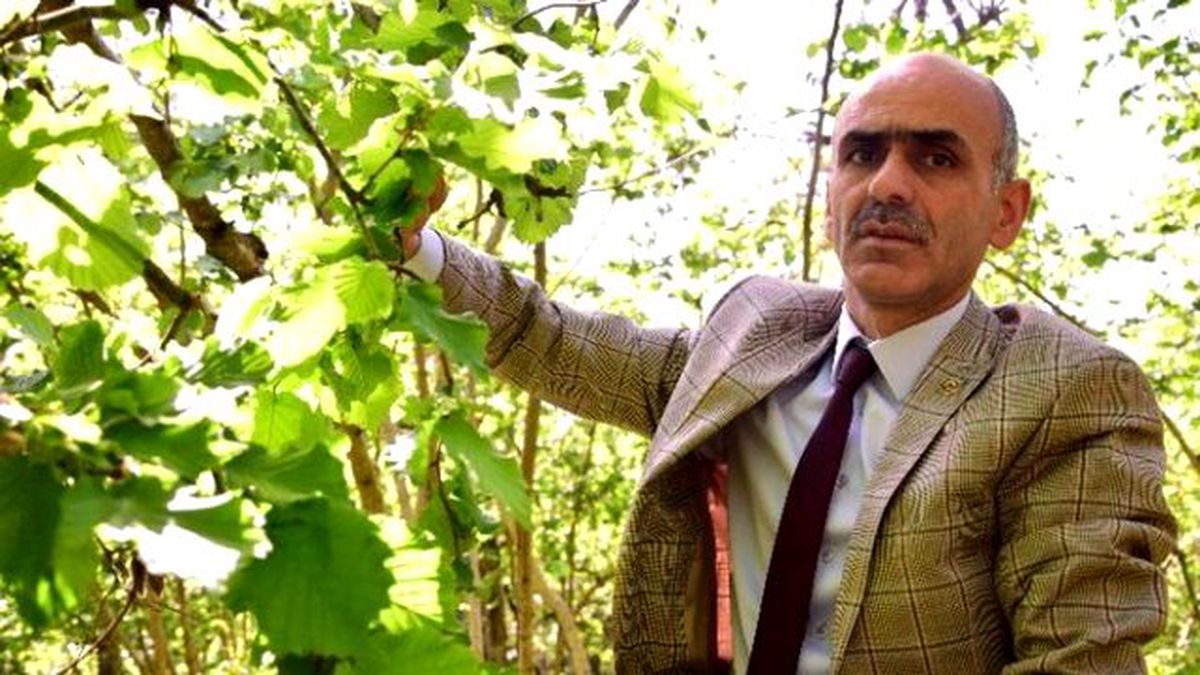 ABD\'de Açıklanan Fındık Rekoltesine Tepki