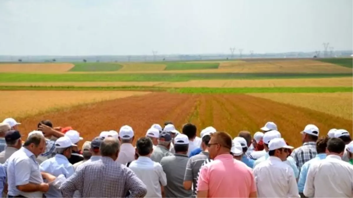 Buğday ve Arpa Çeşit Demonstrasyonu Tarla Günü Düzenlendi